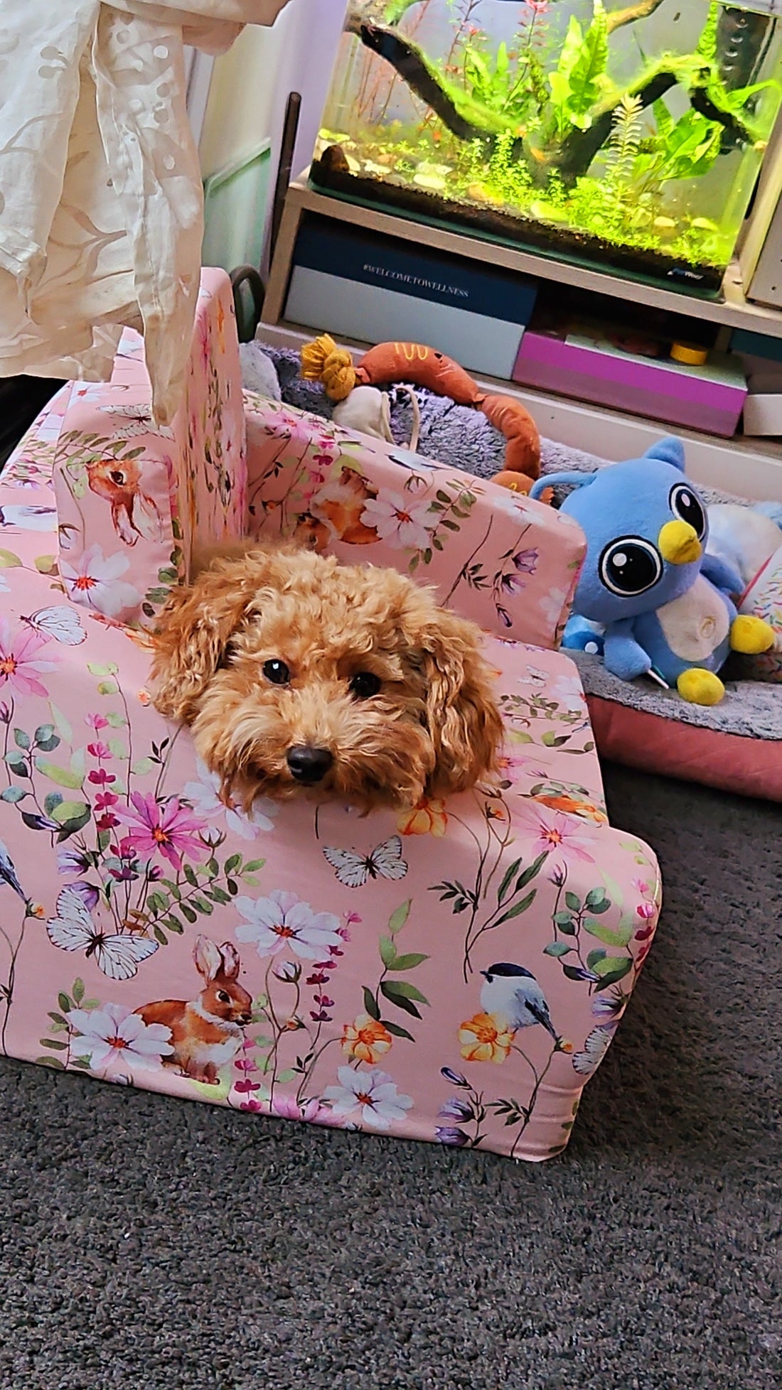 my pey dog