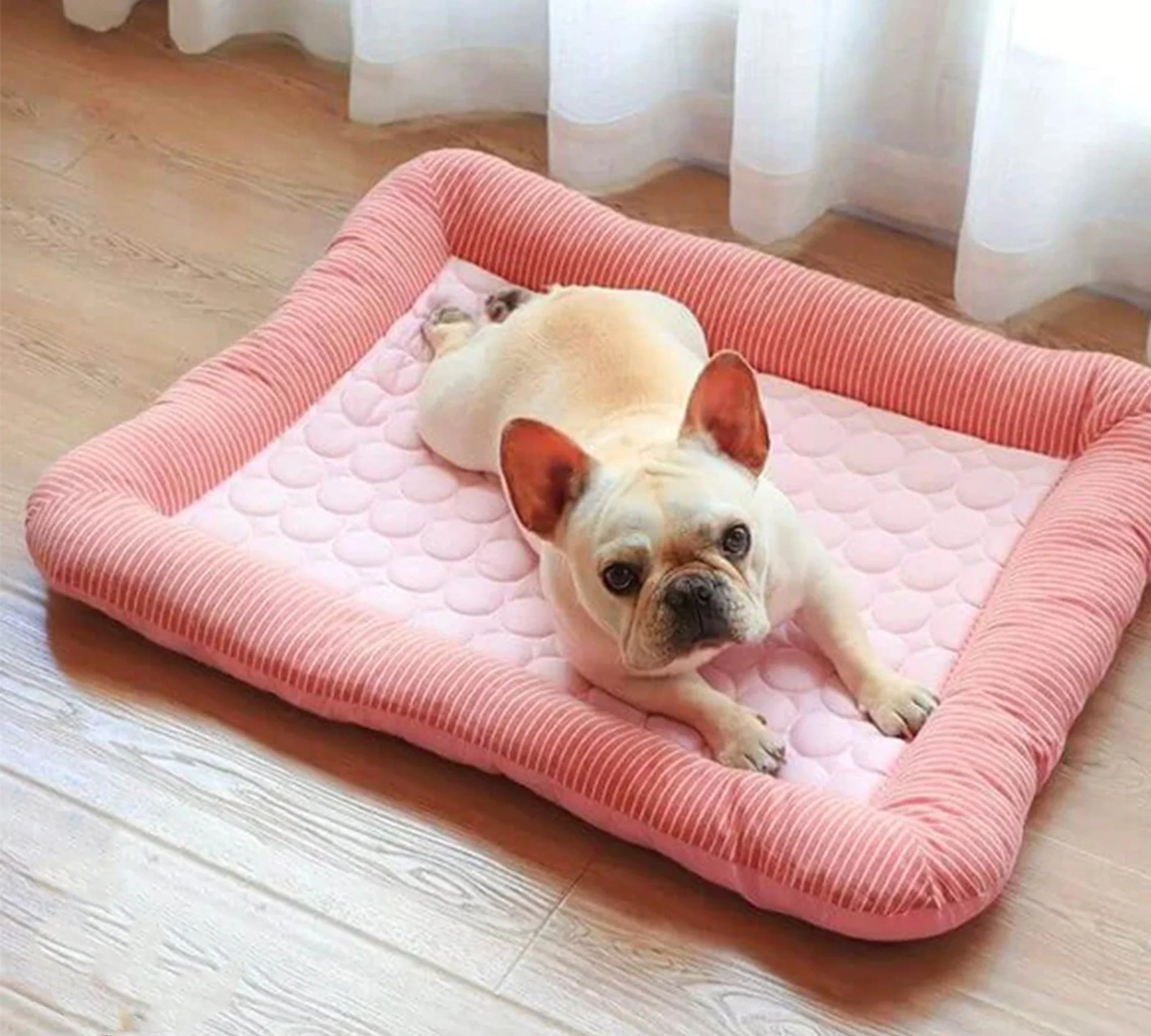 dog-sitting-on-cooling-dog-mat